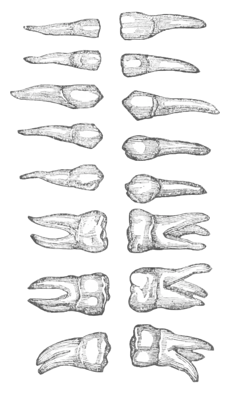 Illustratsioon inimese hammastest.